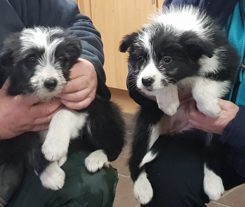 beardie cross puppies